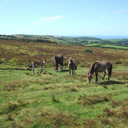 Coombe Farm Bed & Breakfast Lynton Dış mekan fotoğraf