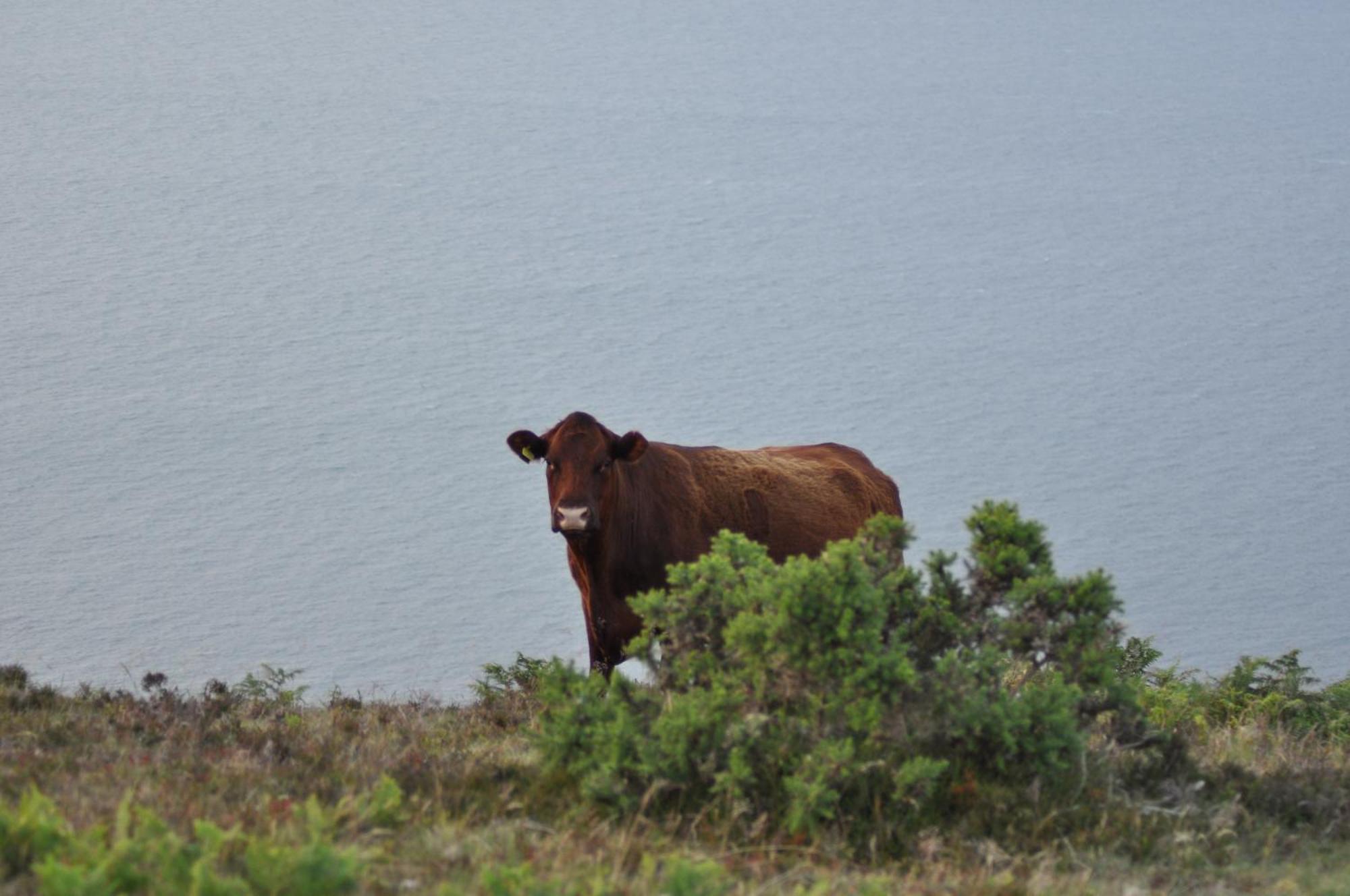 Coombe Farm Bed & Breakfast Lynton Dış mekan fotoğraf